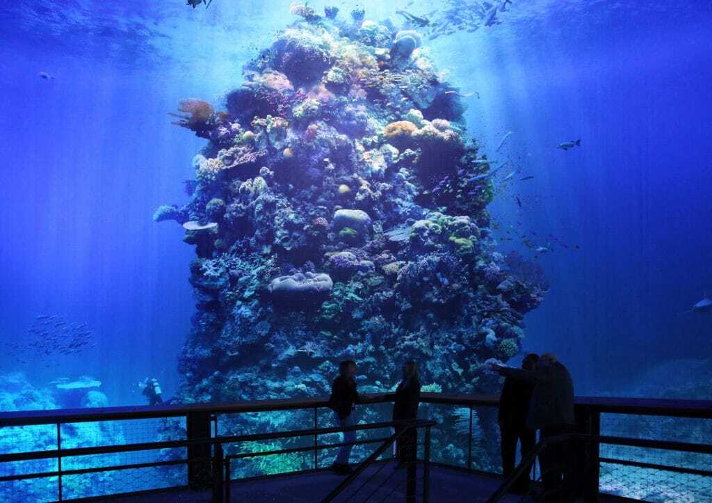 Panometer Leipzig, das Great Barrier Reef